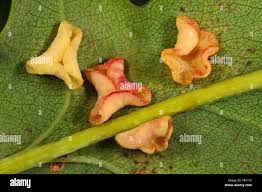 Attēlu rezultāti vaicājumam “Neuroterus albipes”