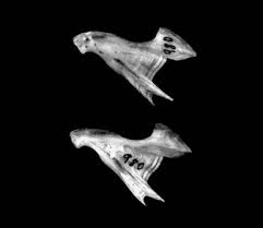 Image result for Eugerres plumieri