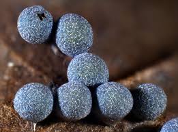 Attēlu rezultāti vaicājumam “Badhamia foliicola spores”