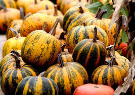 Image result for Kürbis