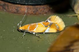 Attēlu rezultāti vaicājumam “Epicallima formosella”