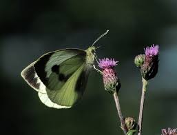 Attēlu rezultāti vaicājumam “Pieris brassicae underside”