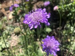 Image result for Scabiosa columbaria