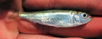 Image result for Alosa sapidissima