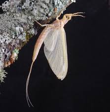 Attēlu rezultāti vaicājumam “Ephemeroptera imago”