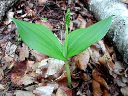 Attēlu rezultāti vaicājumam “Listera ovata leaf”
