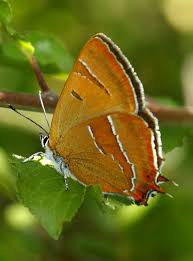 Attēlu rezultāti vaicājumam “Thecla betulae underside”