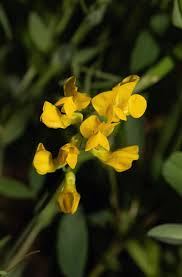 Attēlu rezultāti vaicājumam “Lathyrus niger leaf”