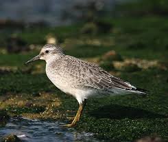 Attēlu rezultāti vaicājumam “Calidris canutus adult”