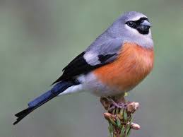 Attēlu rezultāti vaicājumam “Pyrrhula pyrrhula male”