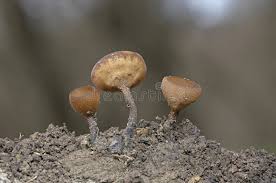 Attēlu rezultāti vaicājumam “Dumontinia tuberosa”