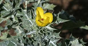 Attēlu rezultāti vaicājumam “Papaveraceae”