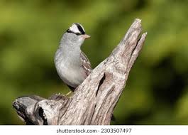 Image result for Zonotrichia leucophrys