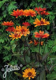 Image result for Heliopsis scabra