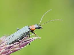 Attēlu rezultāti vaicājumam “Oedemera croceicollis”