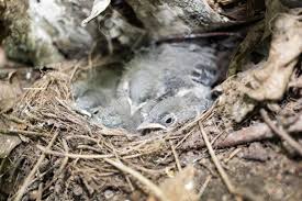 Attēlu rezultāti vaicājumam “Motacilla alba nest”
