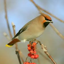 Attēlu rezultāti vaicājumam “Bombycilla garrulus adult”