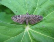 Attēlu rezultāti vaicājumam “Eupithecia pusillata”