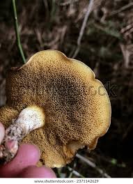 Attēlu rezultāti vaicājumam “Suillus bovinus”