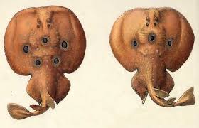 Image result for Torpedo torpedo