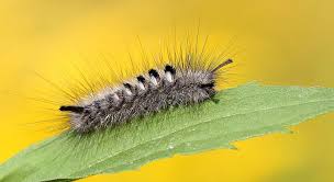 Attēlu rezultāti vaicājumam “Gynaephora selenitica”
