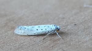 Attēlu rezultāti vaicājumam “Yponomeutidae”