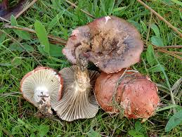 Attēlu rezultāti vaicājumam “Gomphidius roseus”