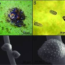 Attēlu rezultāti vaicājumam “Milesina murariae”