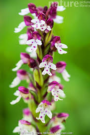 Attēlu rezultāti vaicājumam “Orchis ustulata flower”