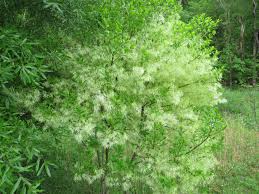 Attēlu rezultāti vaicājumam “Chionanthus virginicus”