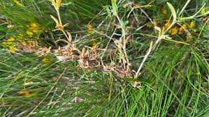 Attēlu rezultāti vaicājumam “Cerastium arvense leaf”