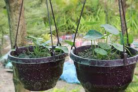 Attēlu rezultāti vaicājumam “Hydrocotyle vulgaris fruit”