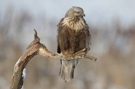Attēlu rezultāti vaicājumam “Buteo lagopus adult”