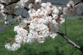 Attēlu rezultāti vaicājumam “Prunus (plum-tree) flower”
