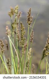 Attēlu rezultāti vaicājumam “Carex appropinquata fruit”