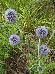 Attēlu rezultāti vaicājumam “Echinops sphaerocephalus flower”