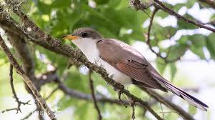 Image result for Coccyzus americanus