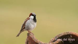 Image result for Passer domesticus