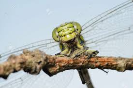 Attēlu rezultāti vaicājumam “Ophiogomphus cecilia”