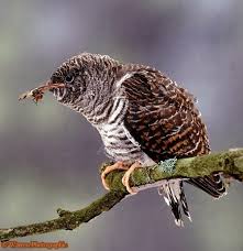 Attēlu rezultāti vaicājumam “Cuculus canorus juvenile”