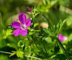 Attēlu rezultāti vaicājumam “Geranium palustre flower”