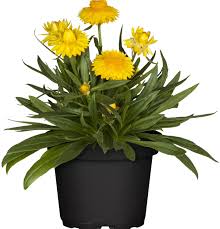 Image result for Strohblume