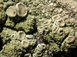 Attēlu rezultāti vaicājumam “Lecanora conizaeoides”