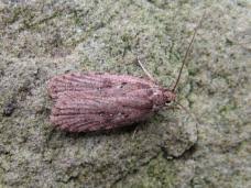 Attēlu rezultāti vaicājumam “Agonopterix ciliella”