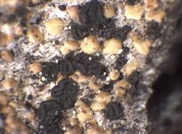 Attēlu rezultāti vaicājumam “Hypocenomyce friesii”