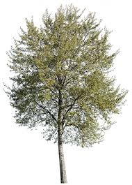 Attēlu rezultāti vaicājumam “Populus alba”