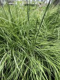 Attēlu rezultāti vaicājumam “Carex cespitosa flower”