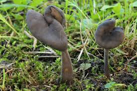 Attēlu rezultāti vaicājumam “Helvella atra”