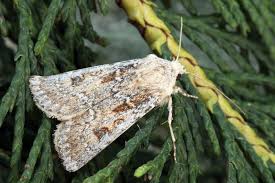 Attēlu rezultāti vaicājumam “Agrotis ripae”