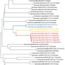 Attēlu rezultāti vaicājumam “Epermenia falciformis”